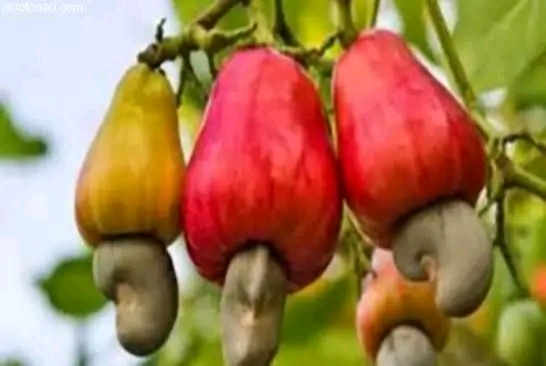 La transformation de l'anacarde, une pr&eacute;occupation majeure des acteurs de la fili&egrave;re anacarde et de l'Etat de C&ocirc;te d'Ivoire