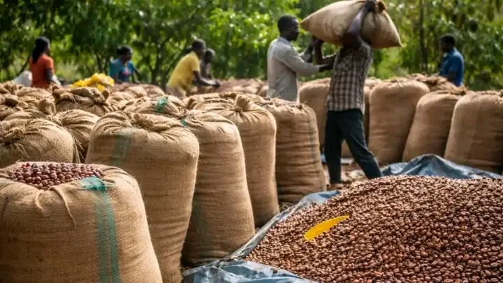 Le cacao mamelle de l&rsquo;&eacute;conomie ivoirienne en pleine crise
Description :